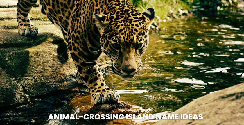 130 Unique Animal-Crossing Island Name Ideas