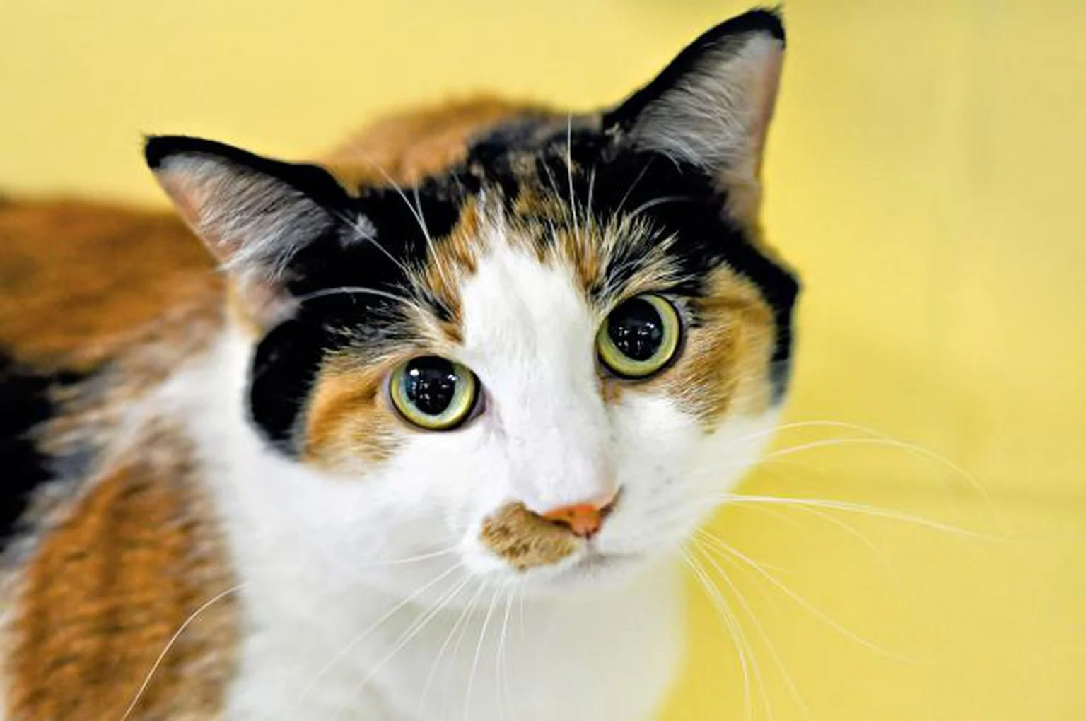 250 Female Calico Cat Names Ideas with Meaning