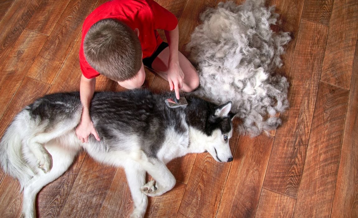 How to Deal with Husky Hair in the House: 3 Proven Ways