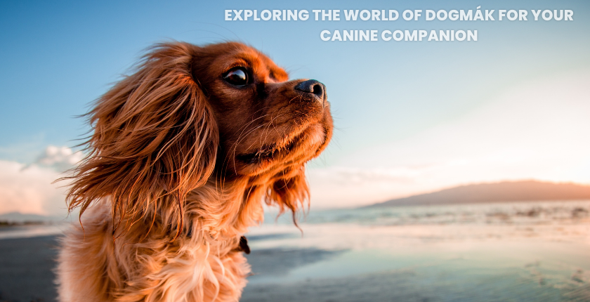Exploring the World of Dogmák for Your Canine Companion