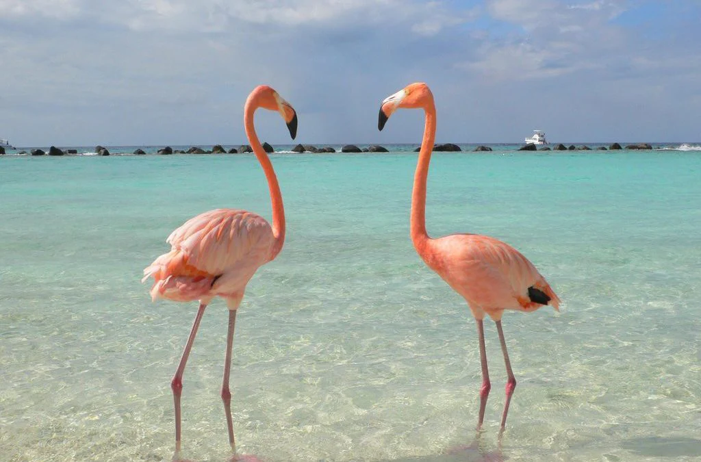 Why Does a Flamingo Lose Its Color? 4 Reasons