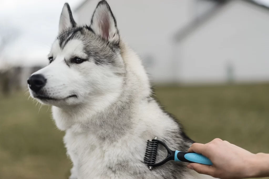 Husky Dog Grooming