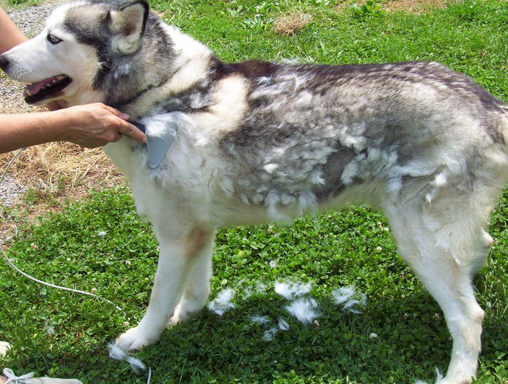 Managing Husky Hair