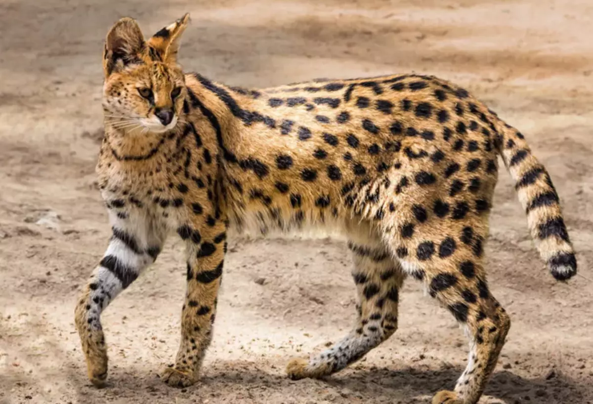 Can a Serval Cat Kill a Human, Pitbull, or Dog?
