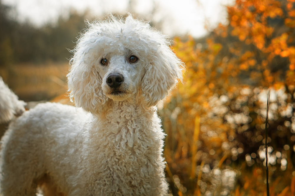 Separation Anxiety in Poodle Dogs
